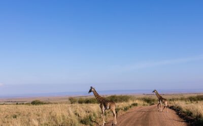 A1 African giraffes are in danger of extinction